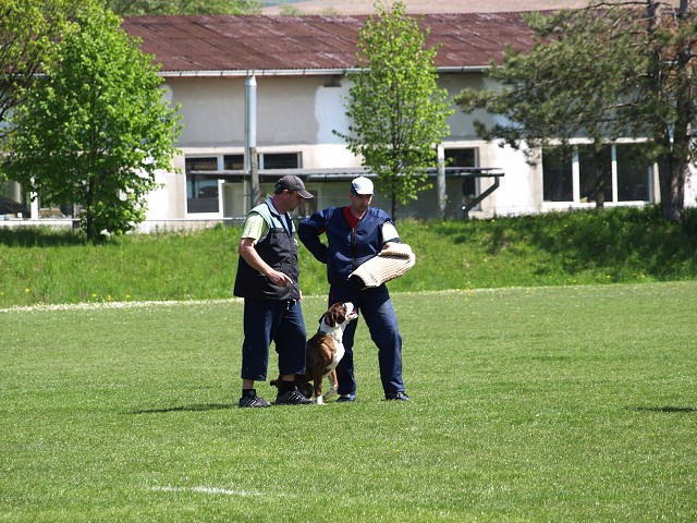 www.atibox.net * www.euroboxer.eu * www.boxergenealogia.eu